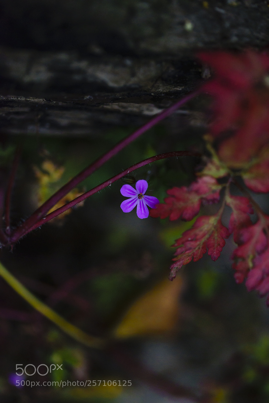 Sony a7R sample photo. As below, so it photography