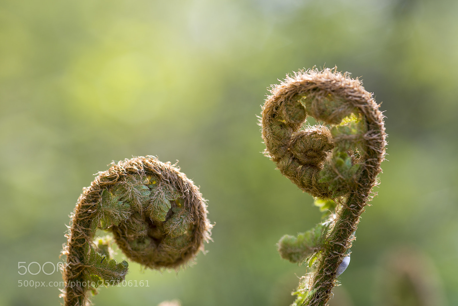 Nikon D800 sample photo. Fern courtship photography