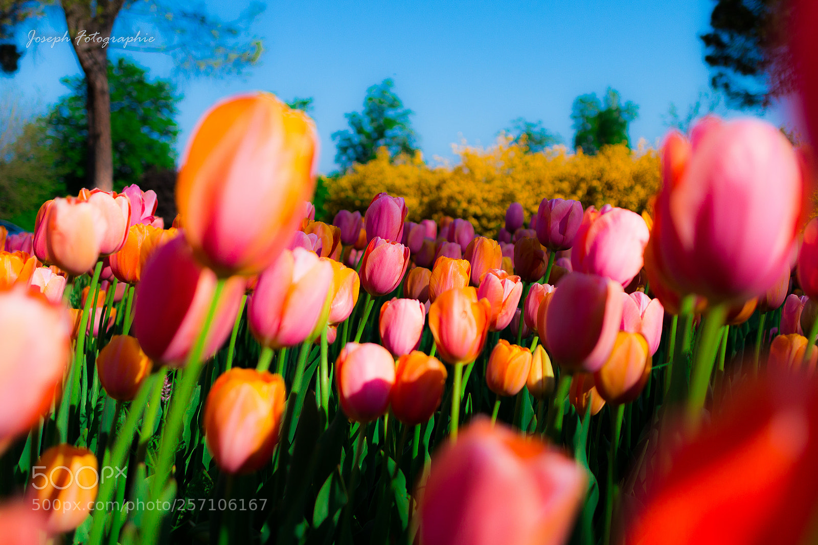 Canon EOS 70D sample photo. Tulipani multicolor photography