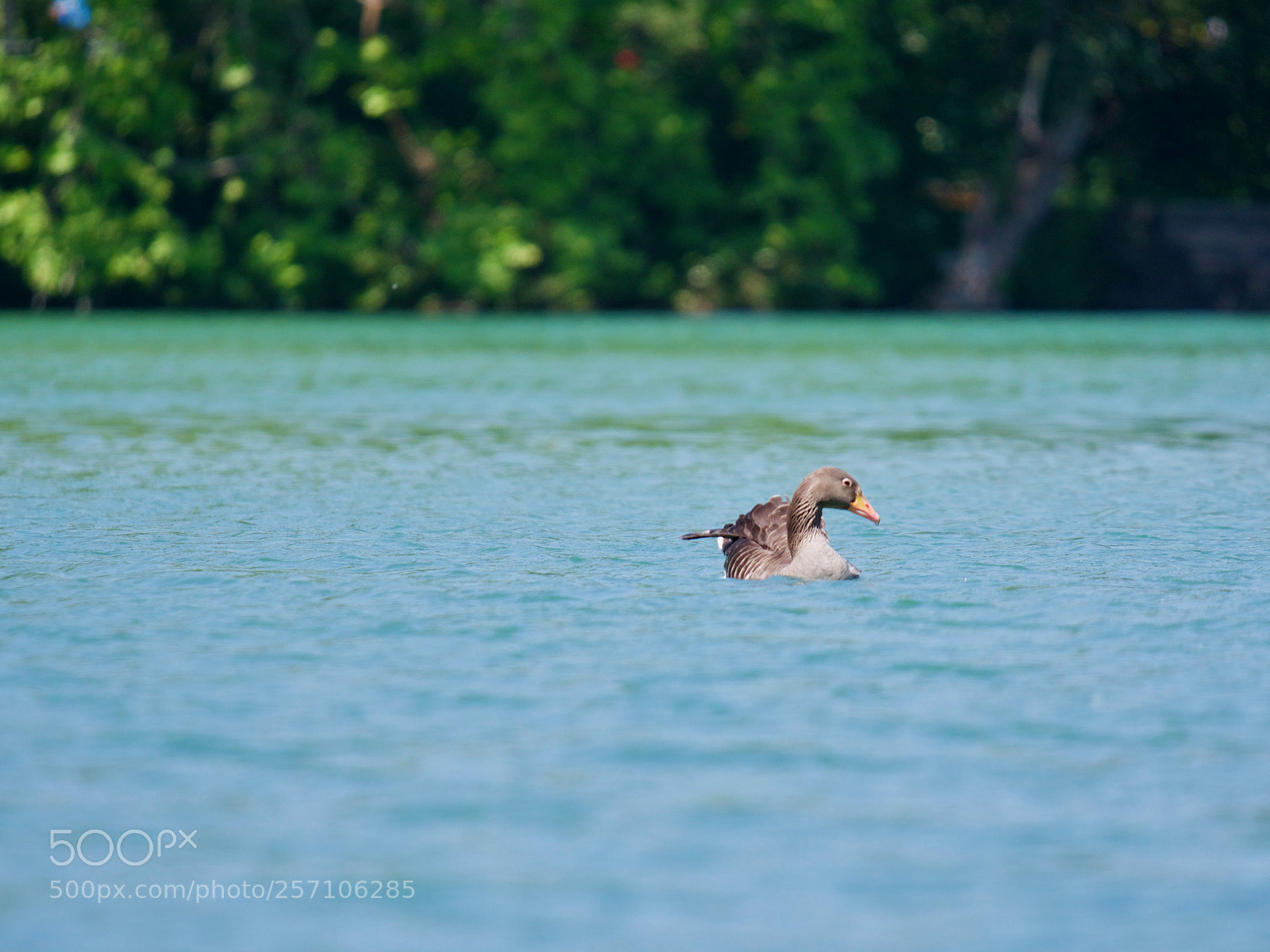 Panasonic Lumix DC-GH5 sample photo. Bird photography