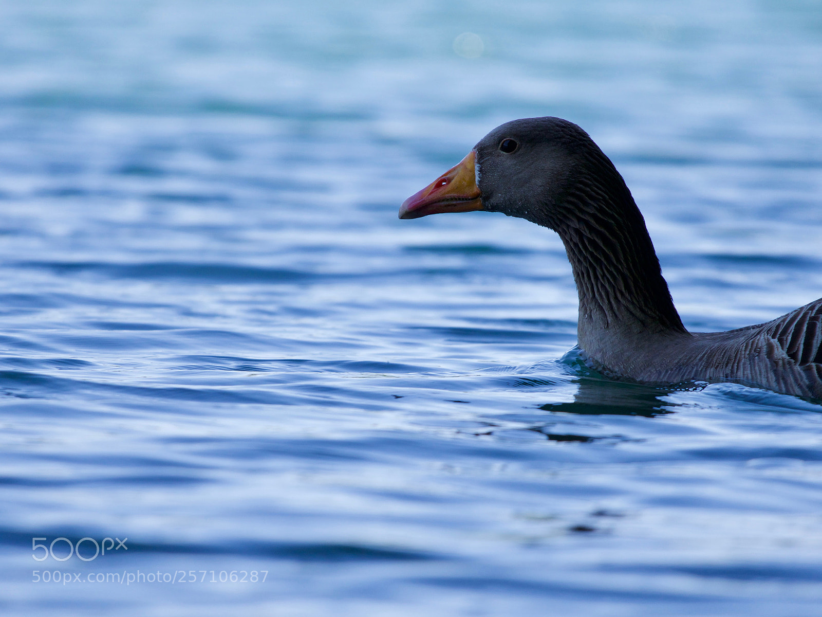 Panasonic Lumix DC-GH5 sample photo. Bird photography