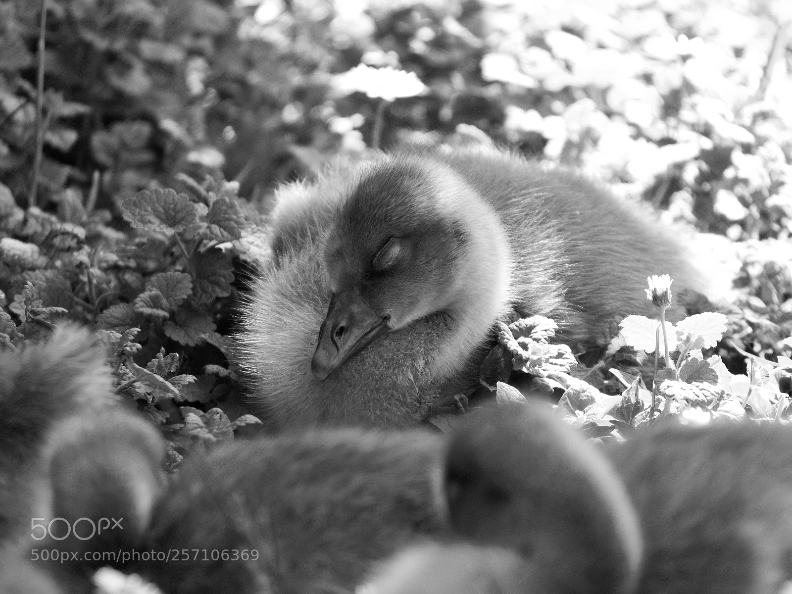 Panasonic Lumix DC-GH5 sample photo. Bird photography