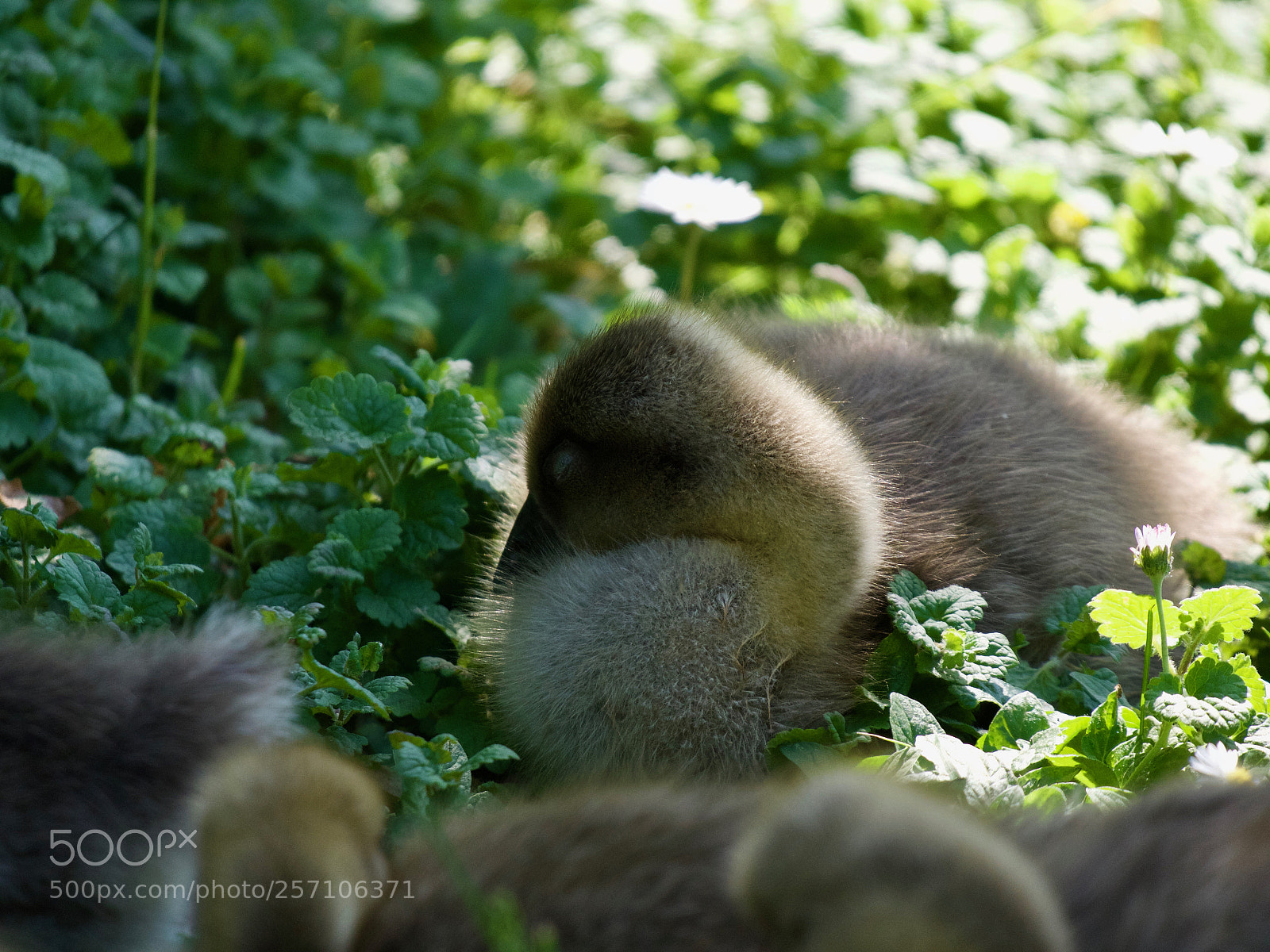 Panasonic Lumix DC-GH5 sample photo. Bird photography