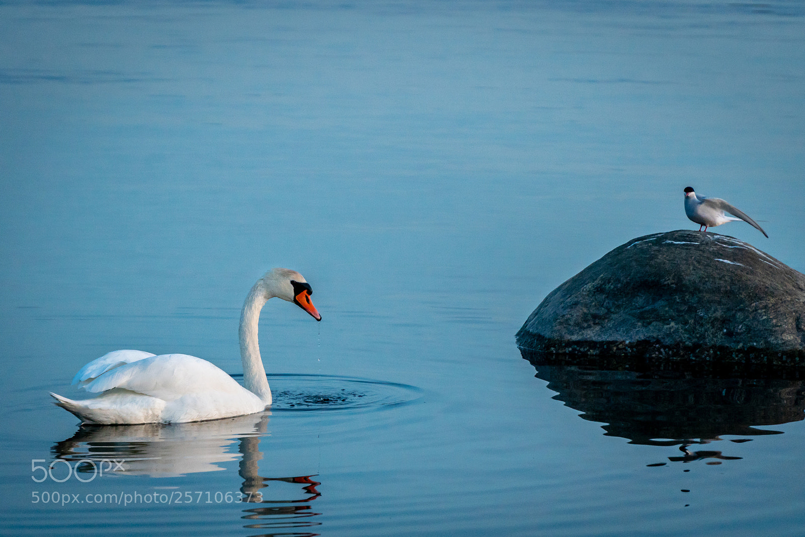 Sony a6300 sample photo. Swan photography