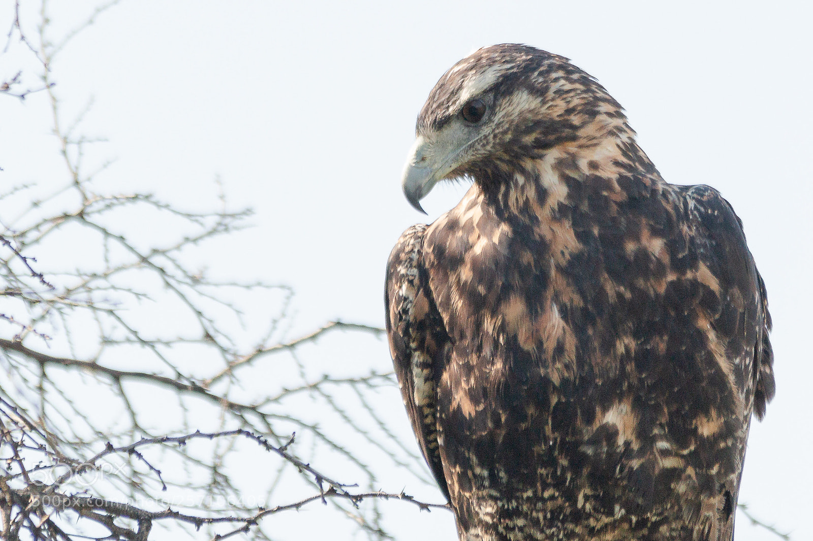 Canon EOS 70D sample photo. Águila  photography