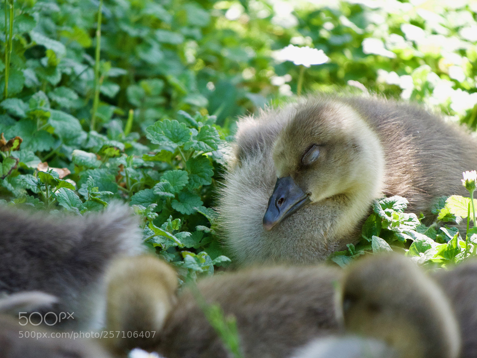 Panasonic Lumix DC-GH5 sample photo. Bird photography
