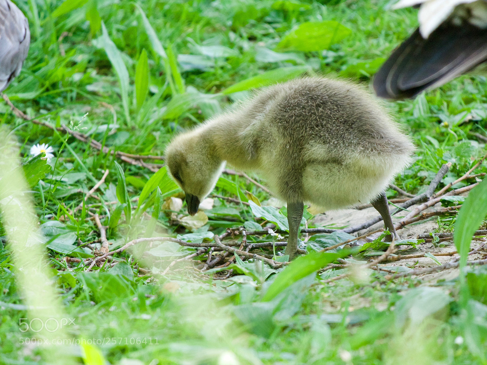 Panasonic Lumix DC-GH5 sample photo. Bird photography