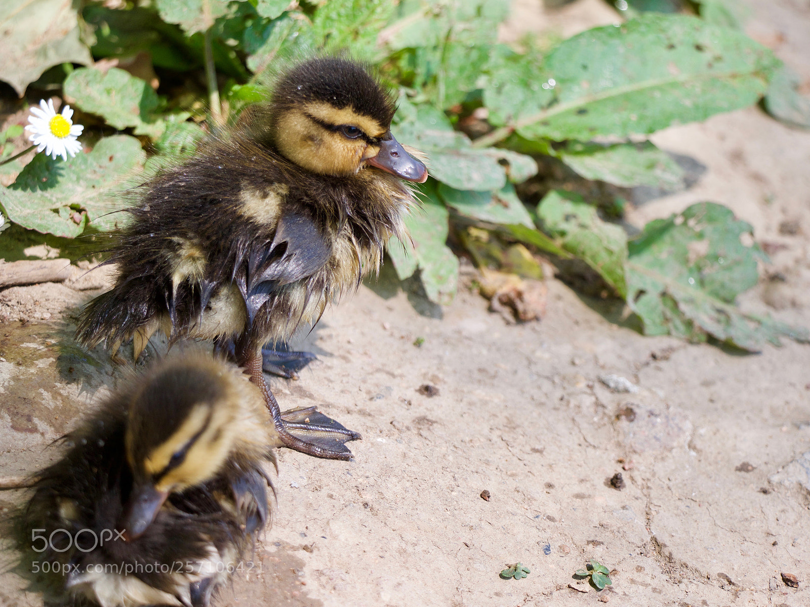 Panasonic Lumix DC-GH5 sample photo. Bird photography