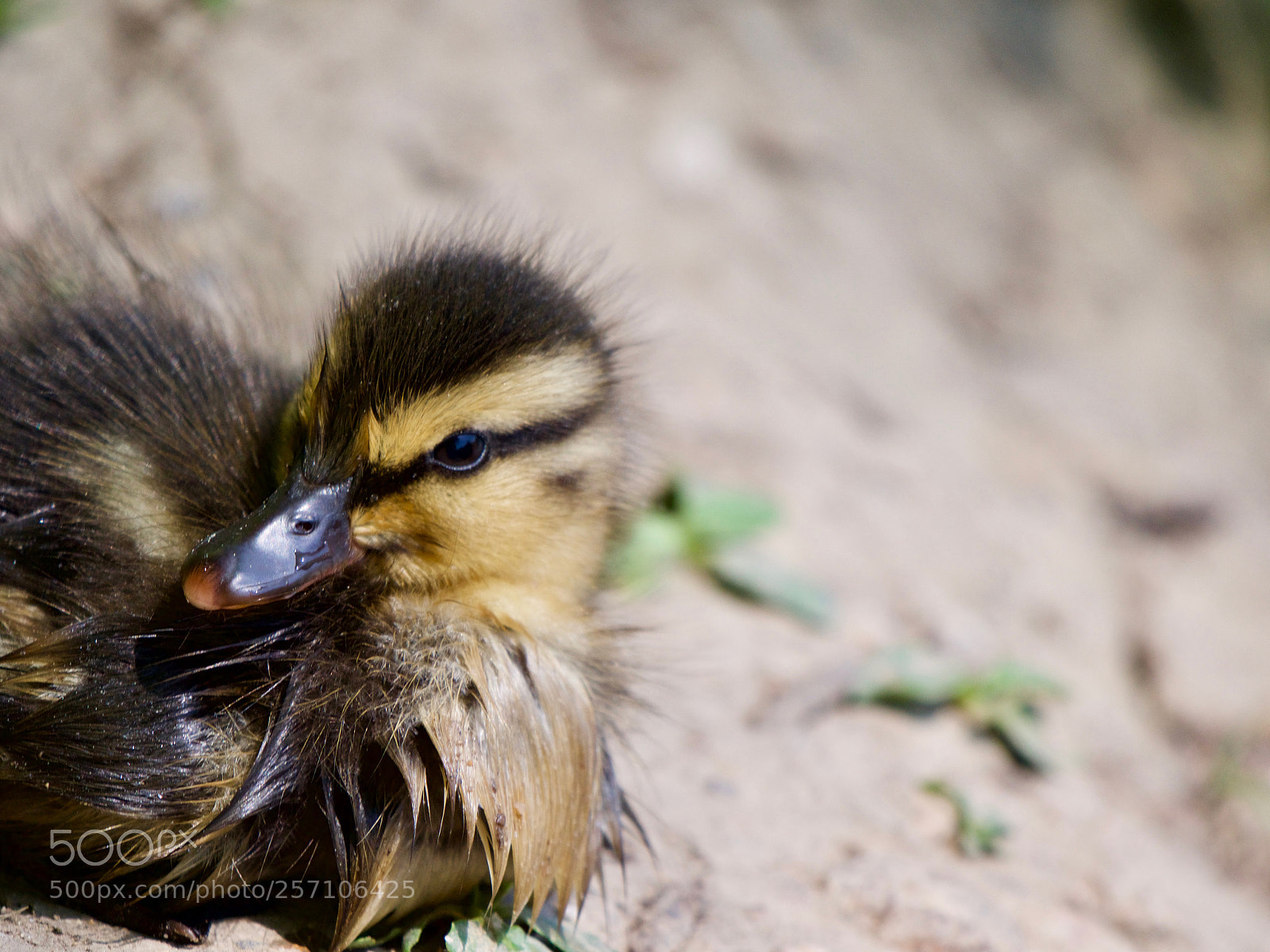 Panasonic Lumix DC-GH5 sample photo. Bird photography