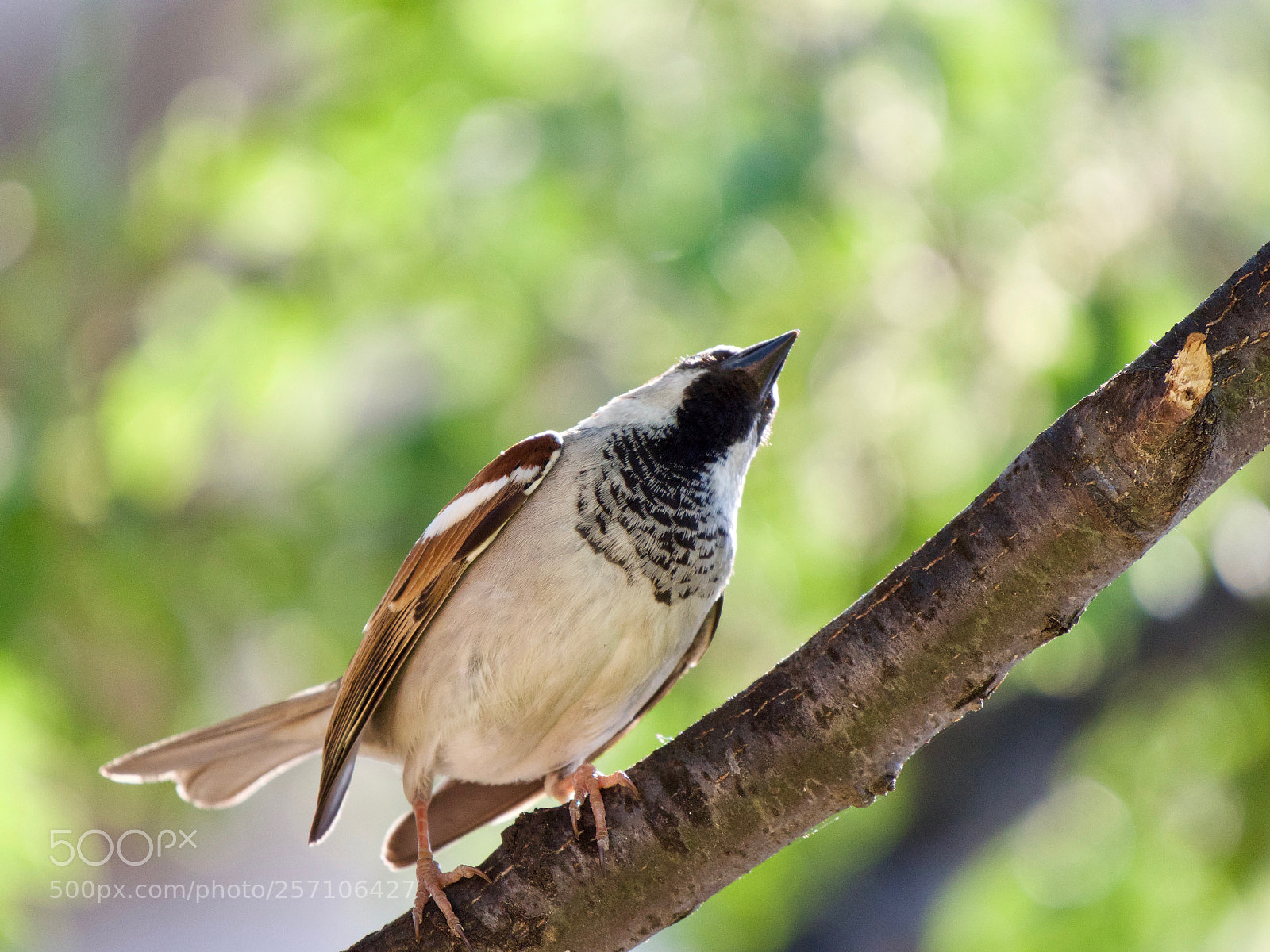 Panasonic Lumix DC-GH5 sample photo. Bird photography