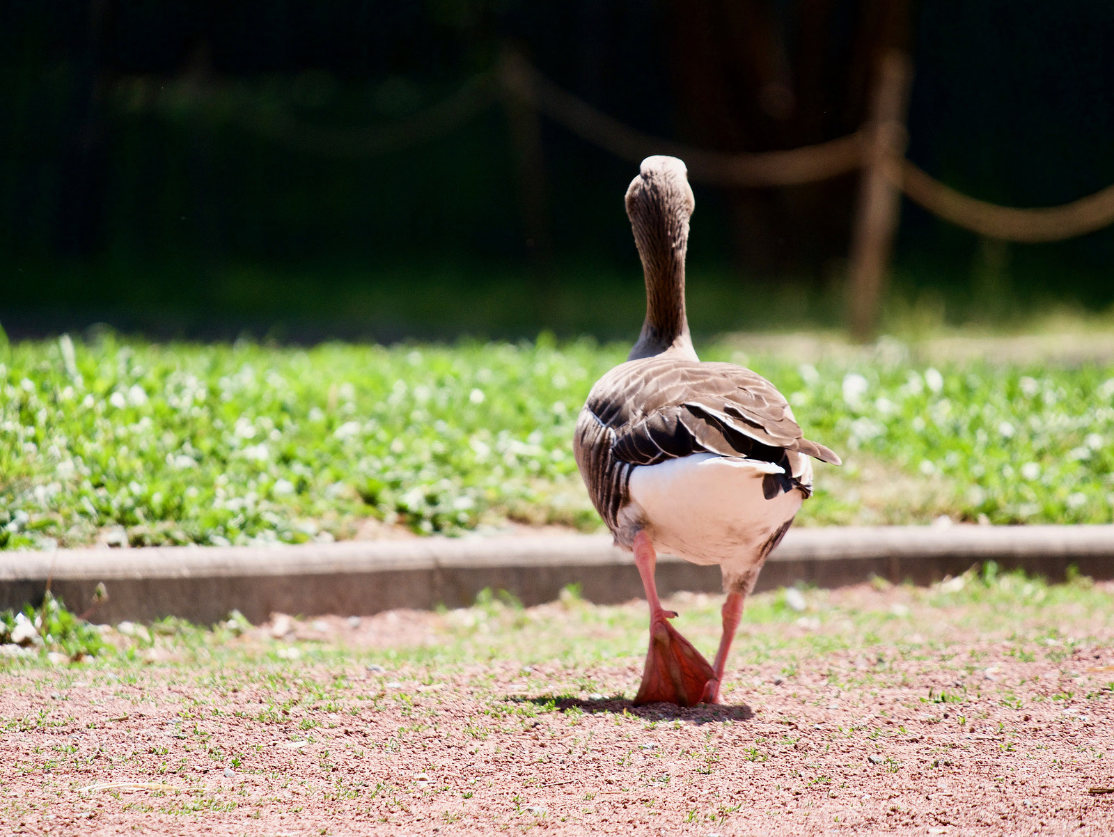 Panasonic Lumix DMC-GX85 (Lumix DMC-GX80 / Lumix DMC-GX7 Mark II) sample photo. Bird photography