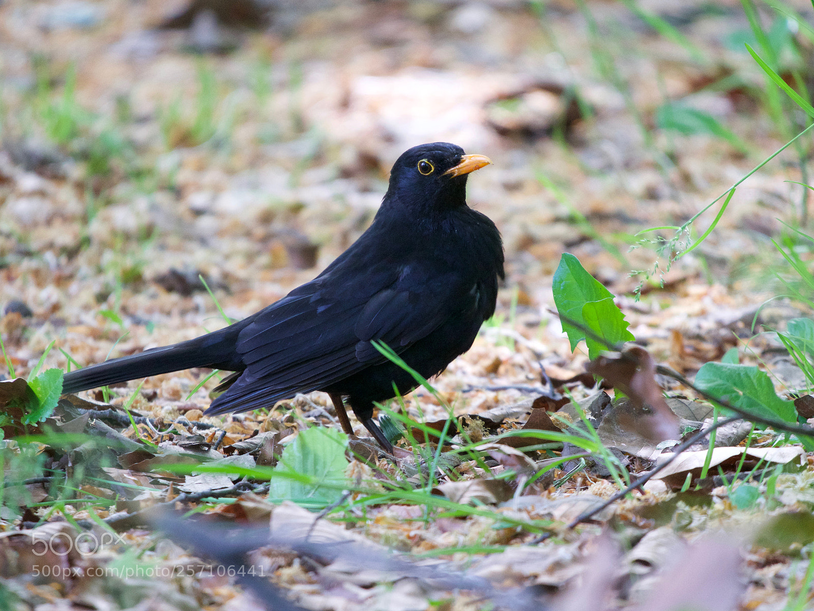 Panasonic Lumix DC-GH5 sample photo. Bird photography