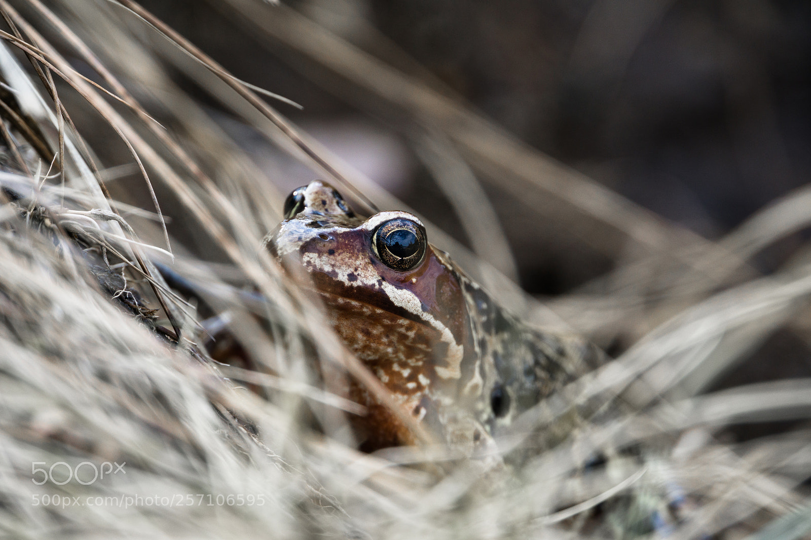 Sony a6000 sample photo. Frog photography