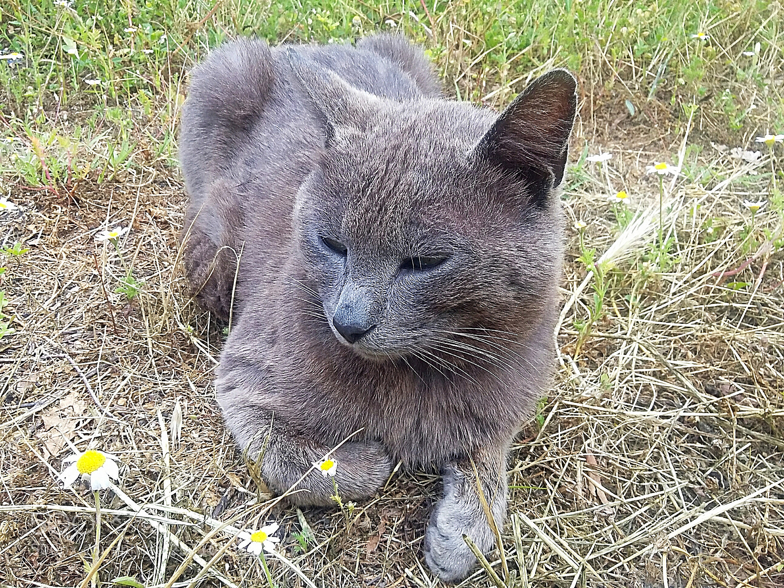 Samsung Galaxy Grand Prime sample photo. Cat is resting on photography