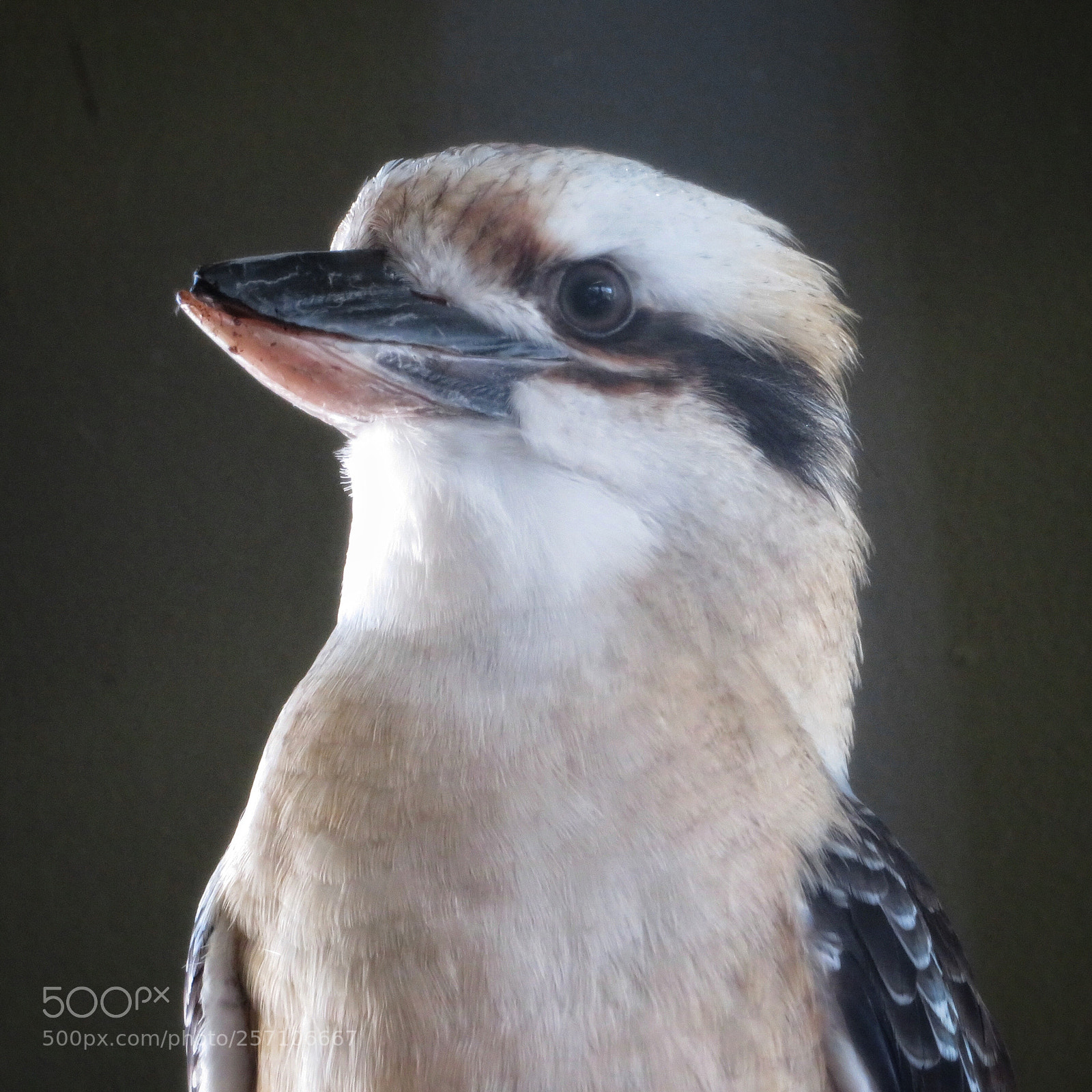 Canon PowerShot SX720 HS sample photo. Laughing kookaburra photography