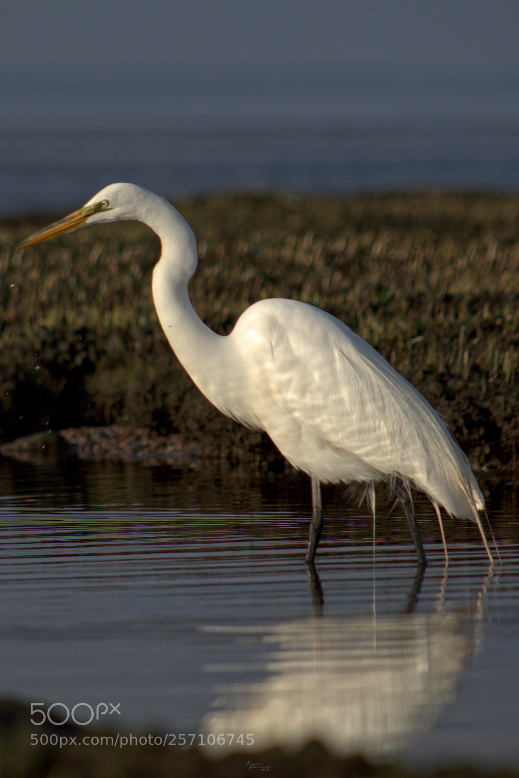 Canon EOS M5 sample photo. Great blue heron photography