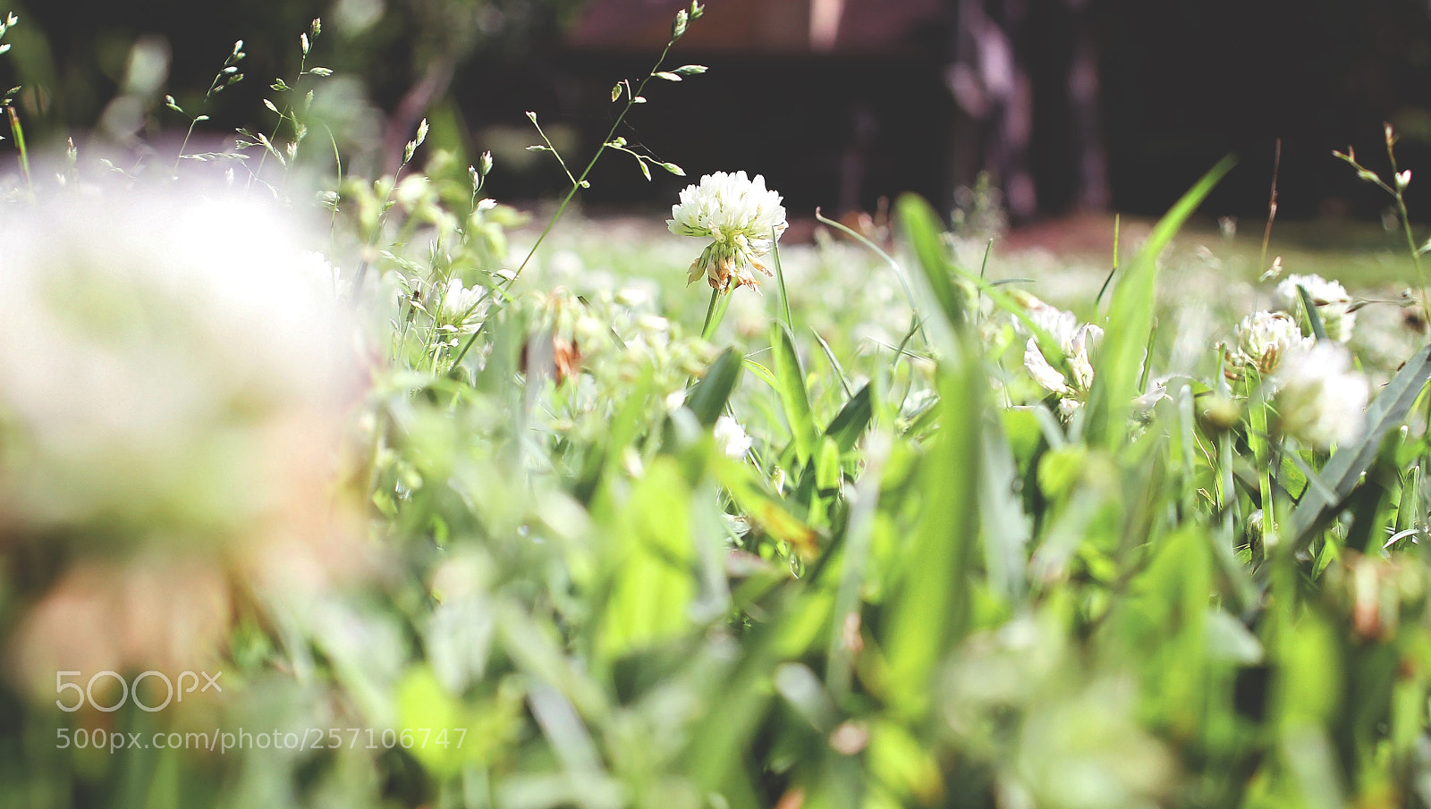 Canon EOS 7D sample photo. Dandelion.jpg photography