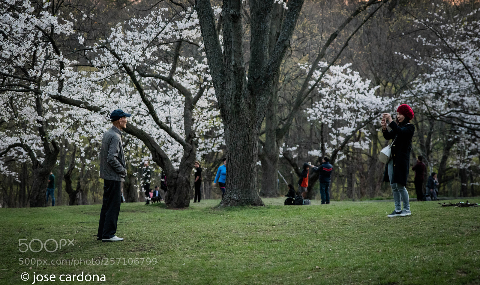 Nikon D850 sample photo. High park cherry blossom photography
