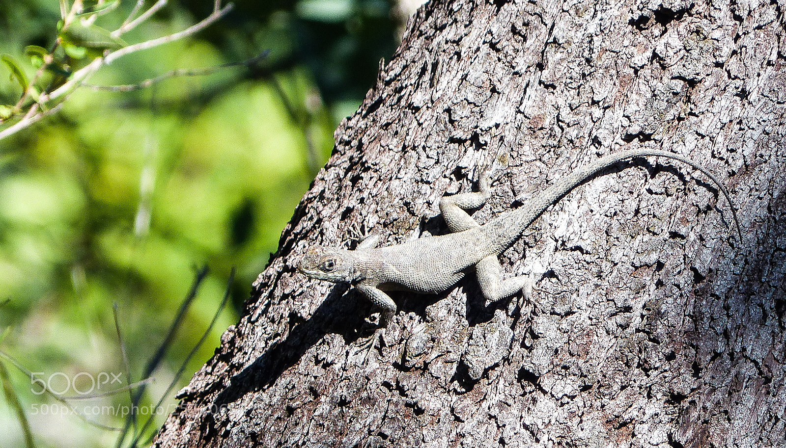 Panasonic Lumix DMC-FZ200 sample photo. Lizard - chapada dos photography