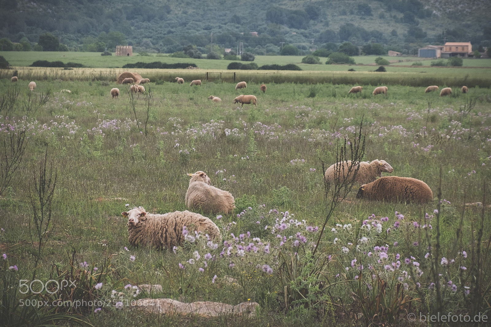 Fujifilm X-T20 sample photo. Rural mallorca photography