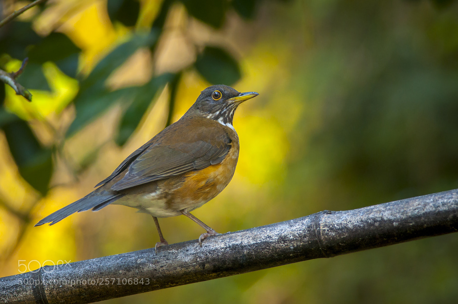 Nikon D5000 sample photo. White-necked thrush photography
