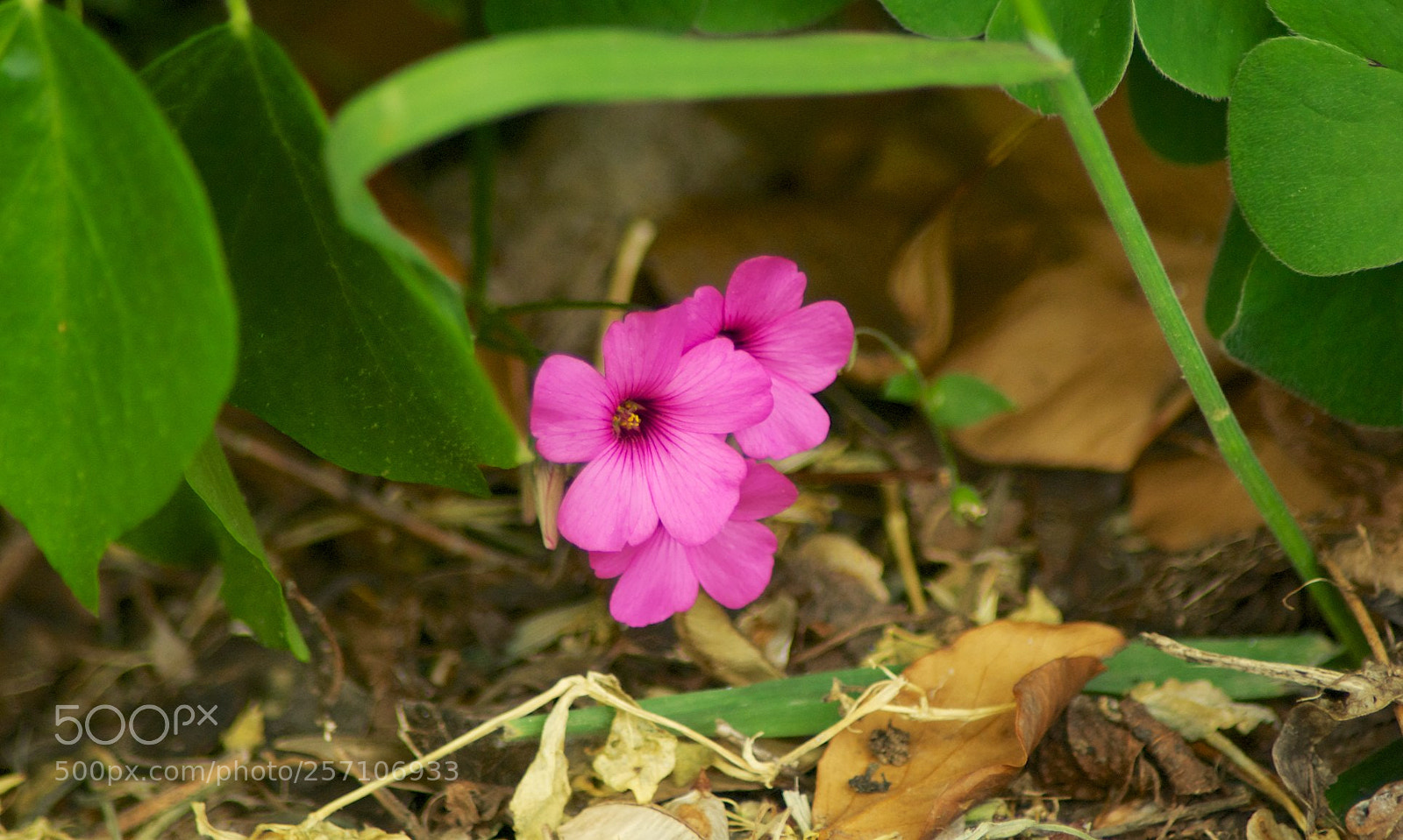 Nikon D60 sample photo. Version photography