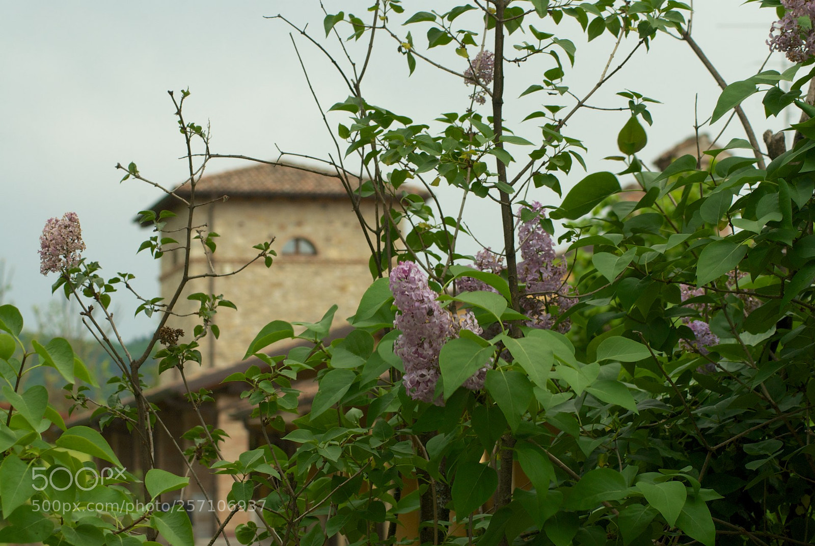 Nikon D60 sample photo. Version photography