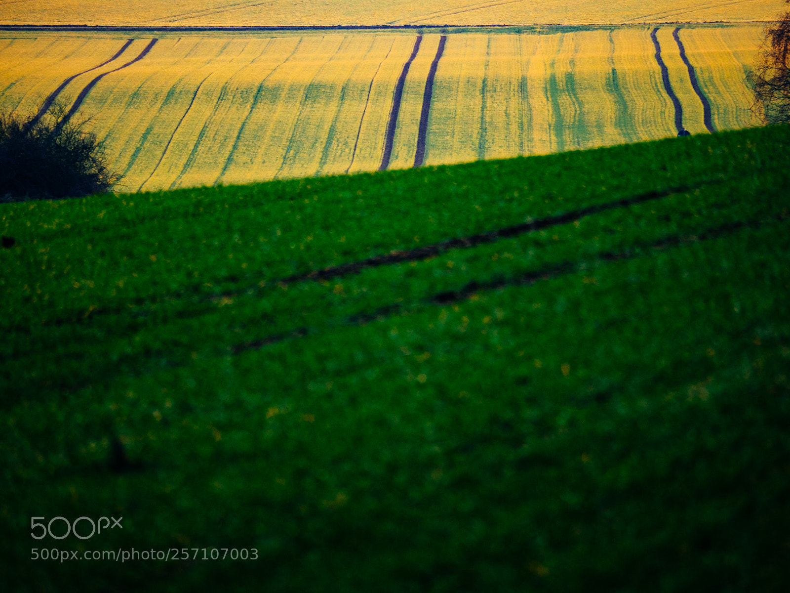Olympus OM-D E-M1 sample photo. Field lines photography