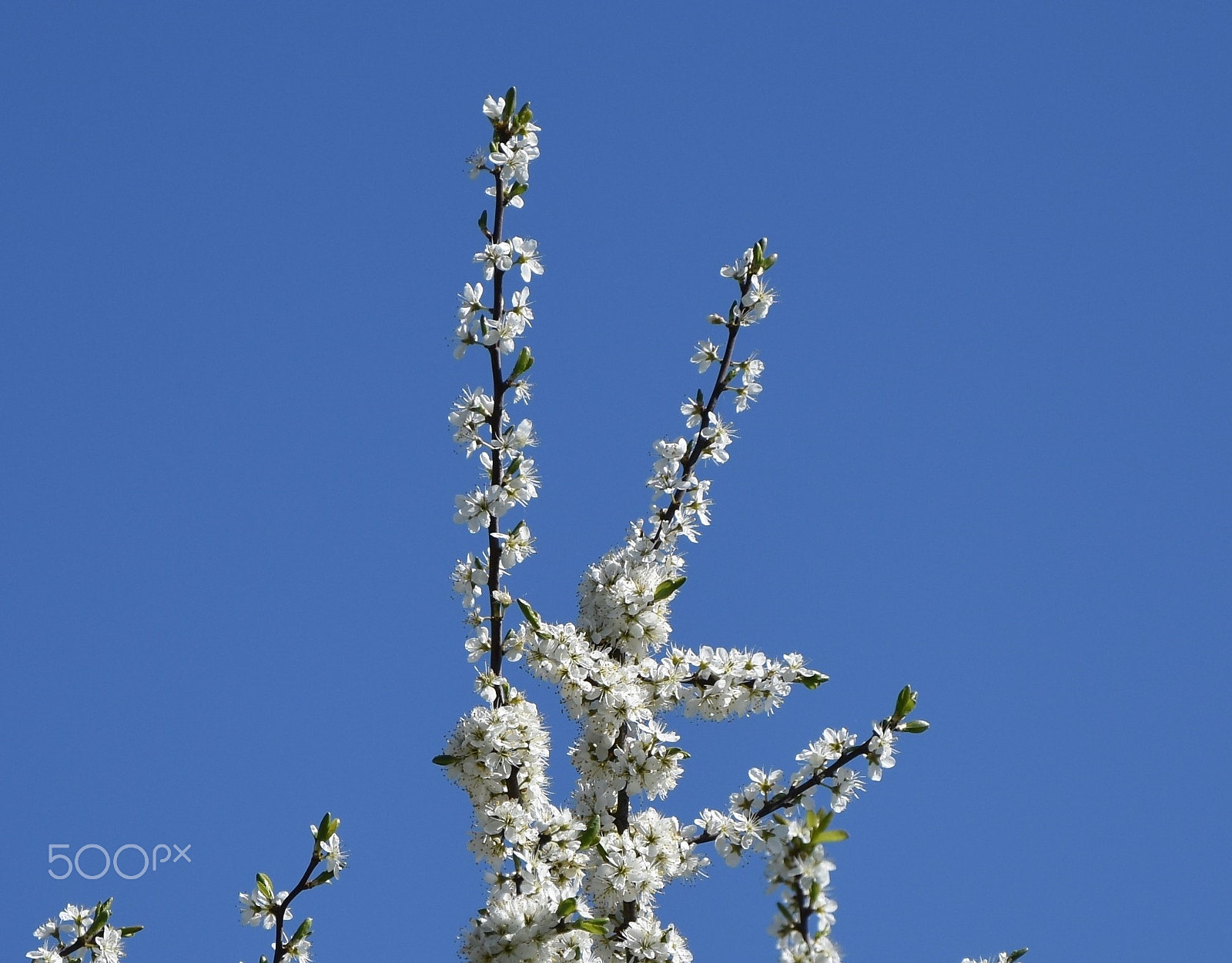 Nikon D3400 sample photo. Weißblaue frühlingsgschichten im norden photography
