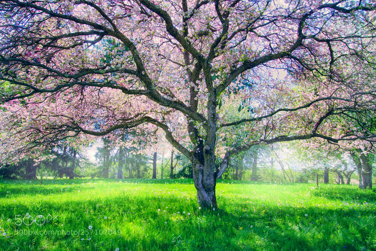 Canon EOS 7D sample photo. Captivating spring photography
