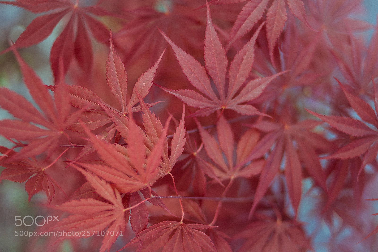 Canon EOS 6D sample photo. Leaves photography