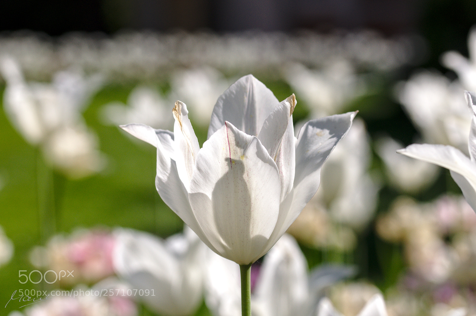 Nikon D90 sample photo. The one white blossom photography