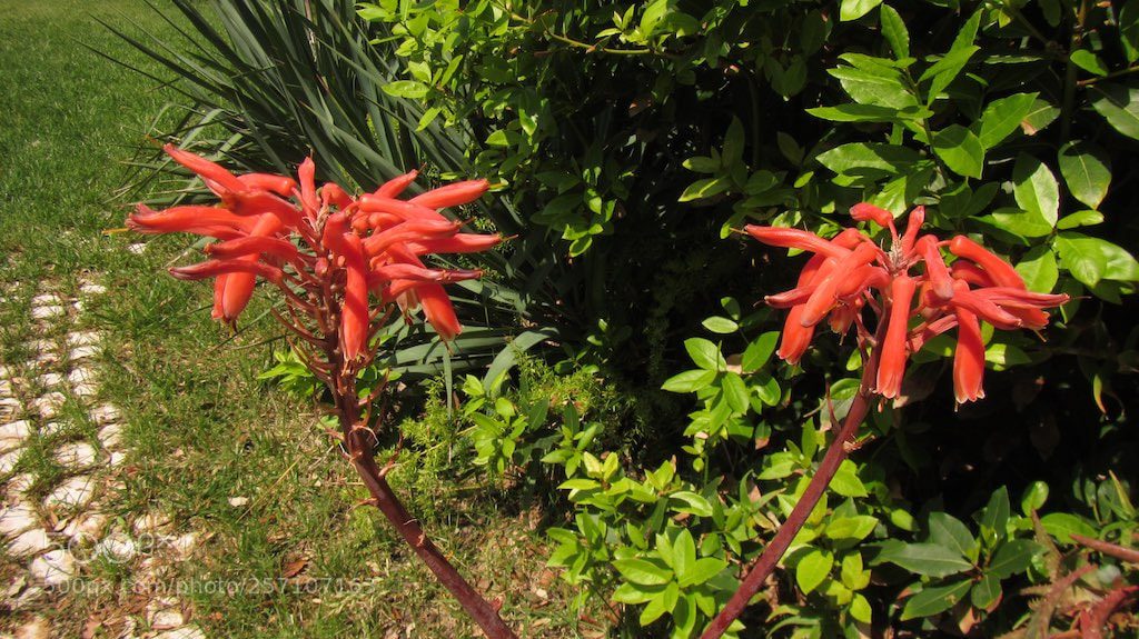 Canon PowerShot D30 sample photo. Img photography
