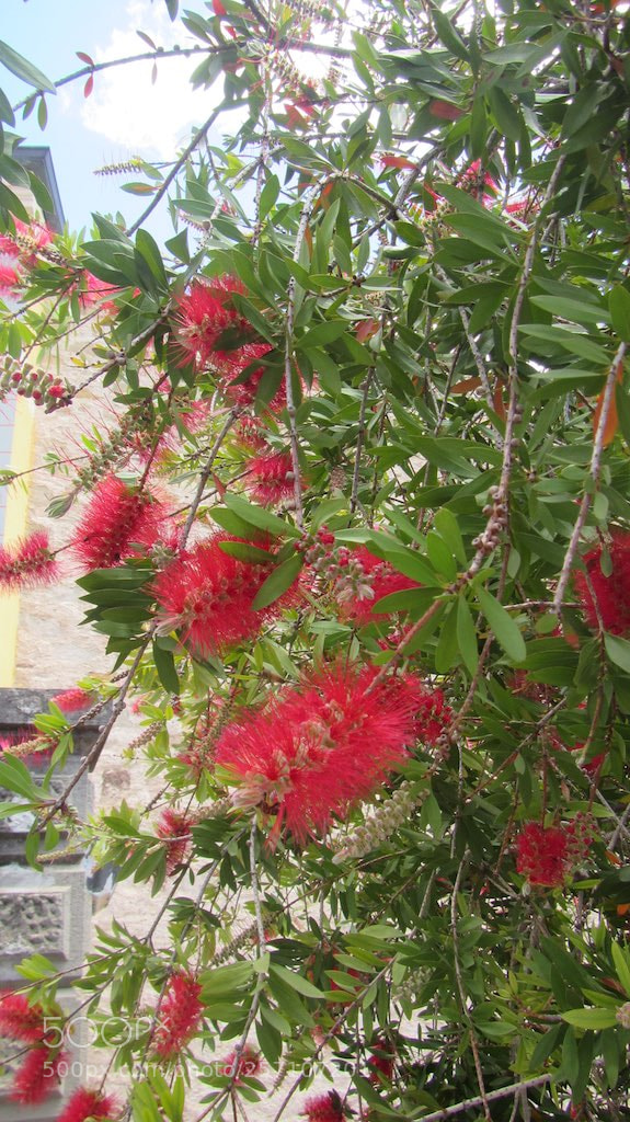 Canon PowerShot D30 sample photo. Img photography