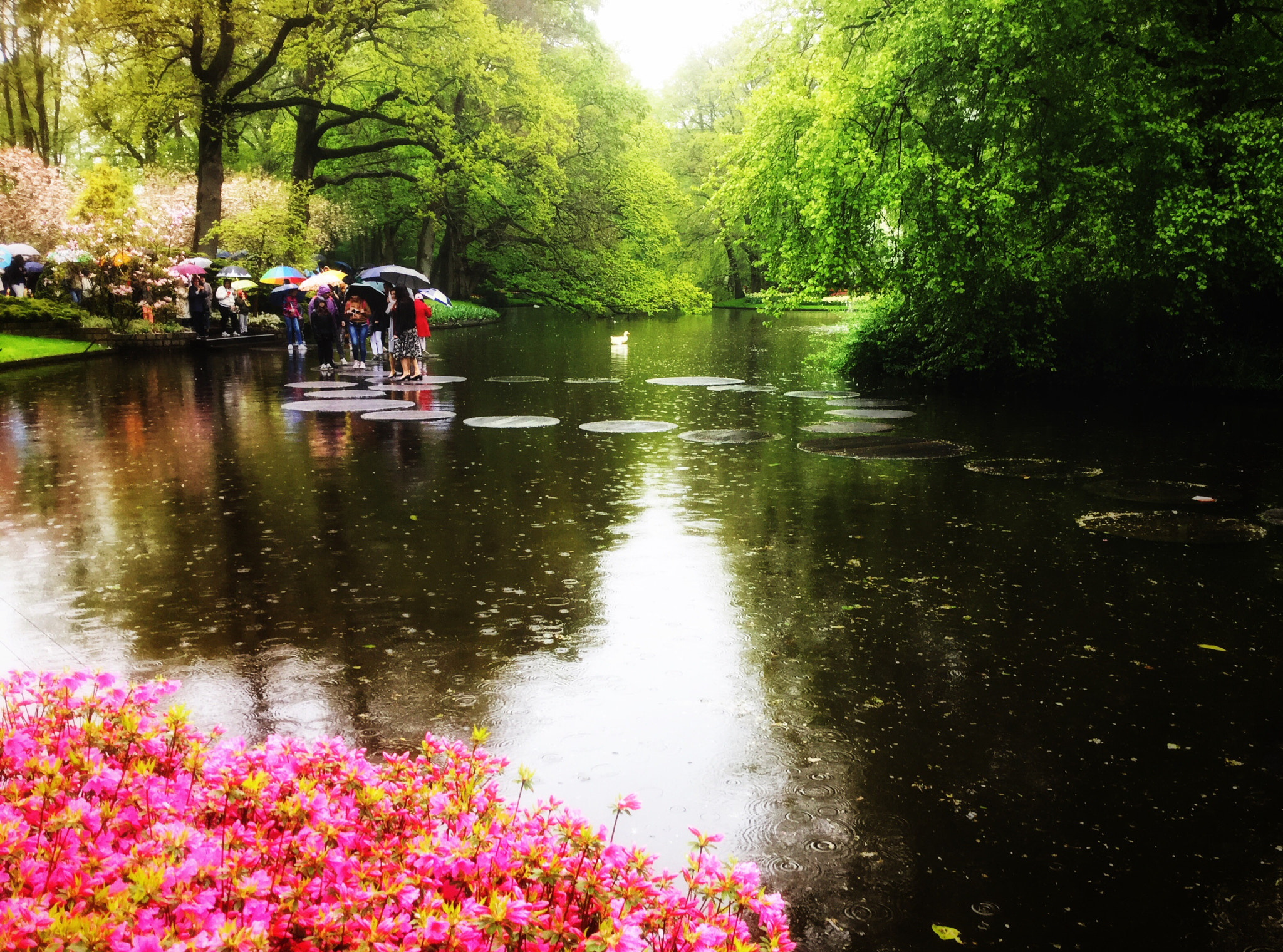 Apple iPad Air 2 sample photo. The tulips garden, keukenhof, netherlands photography