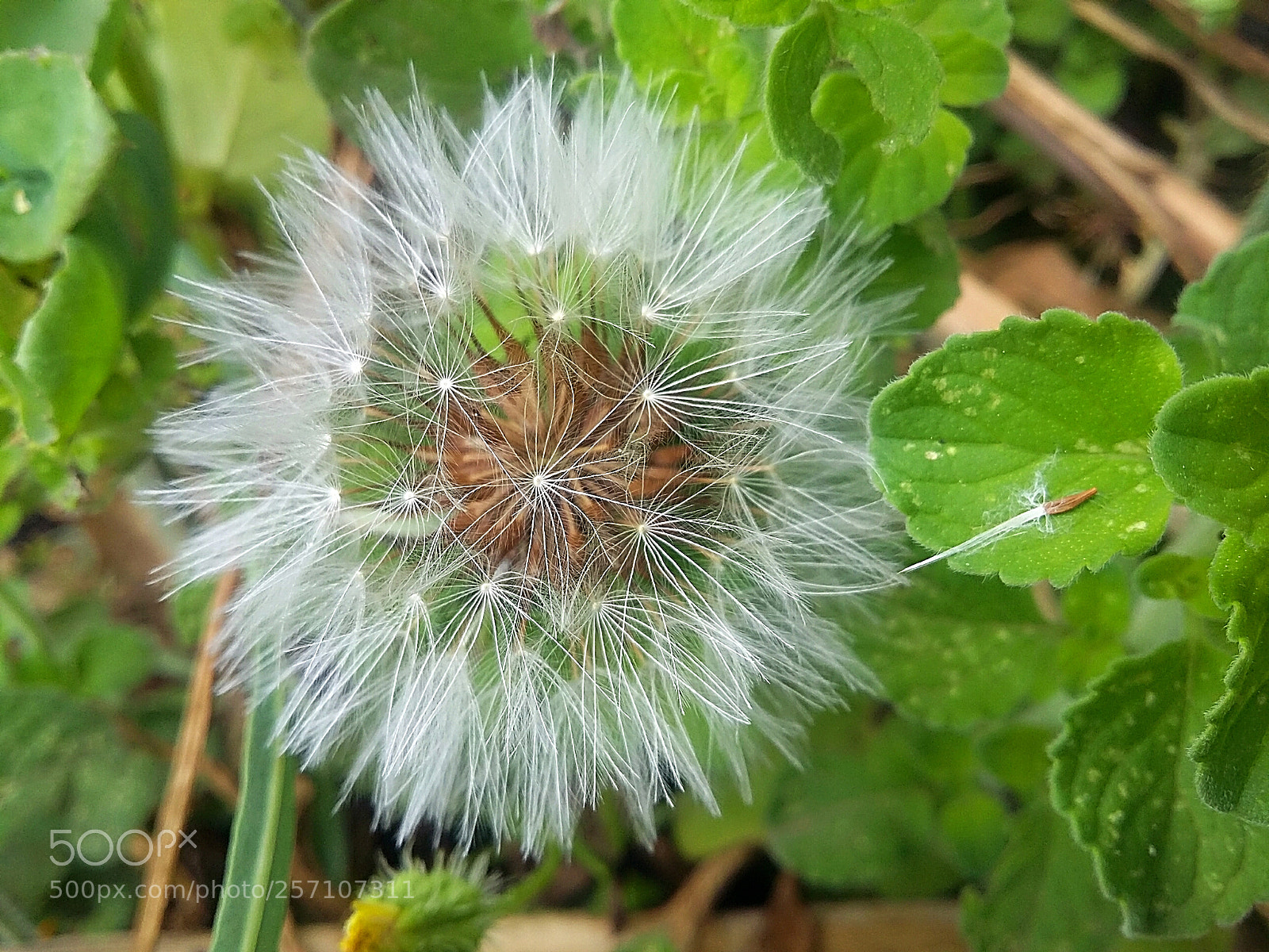 Samsung Galaxy Grand Prime sample photo. Dandelion in the sicilian photography