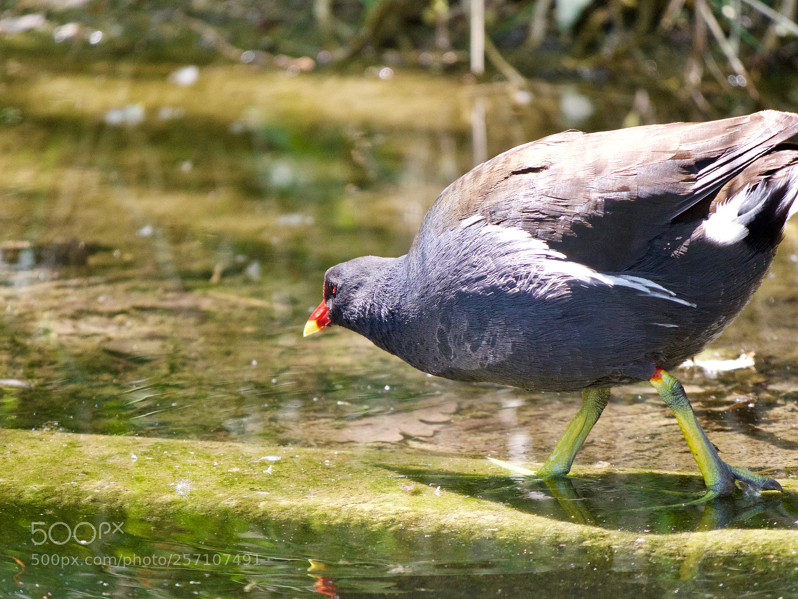 Panasonic Lumix DC-GH5 sample photo. Moorhen photography