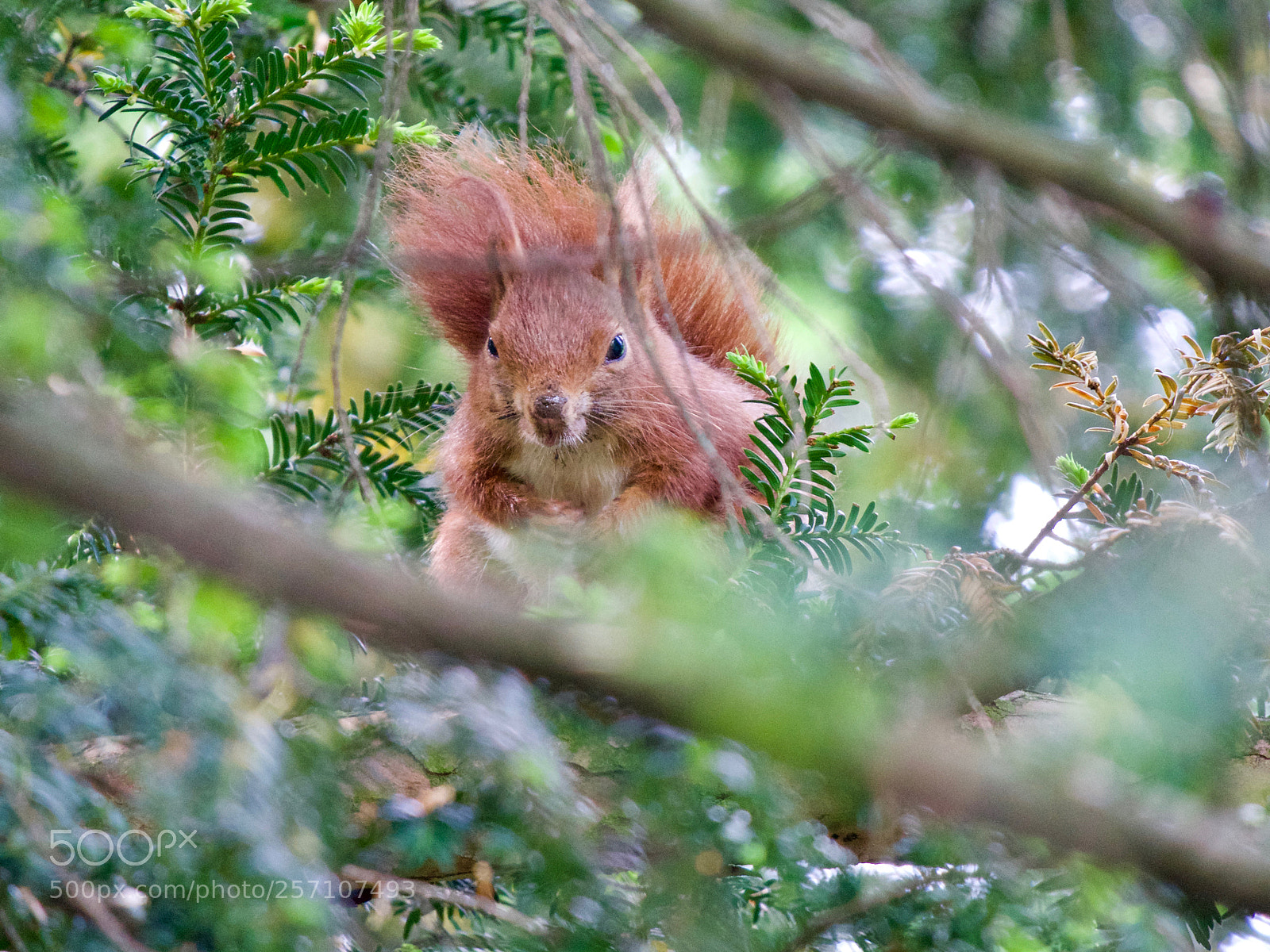 Panasonic Lumix DC-GH5 sample photo. Red squirrel photography