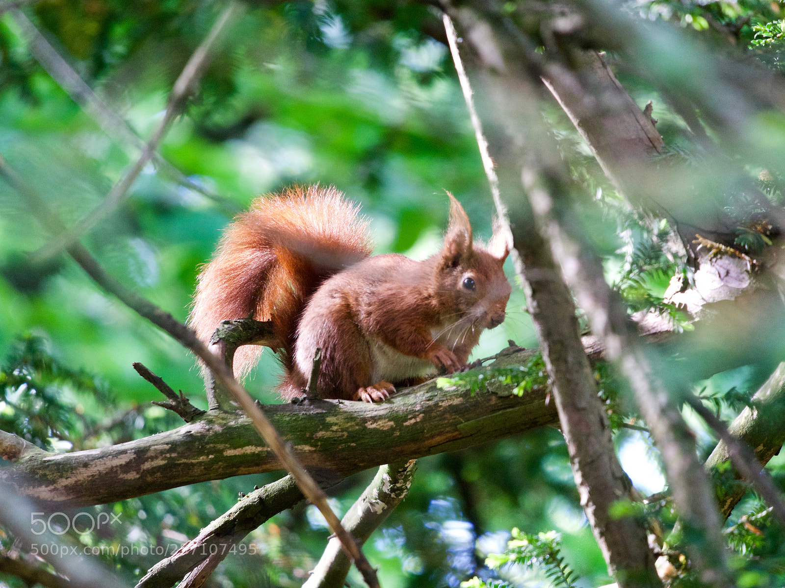 Panasonic Lumix DC-GH5 sample photo. Red squirrel photography