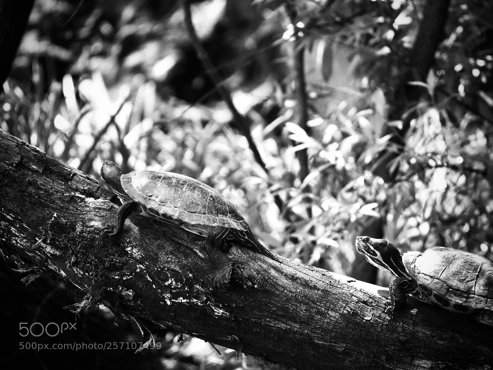 Panasonic Lumix DMC-GX85 (Lumix DMC-GX80 / Lumix DMC-GX7 Mark II) sample photo. Turtle photography