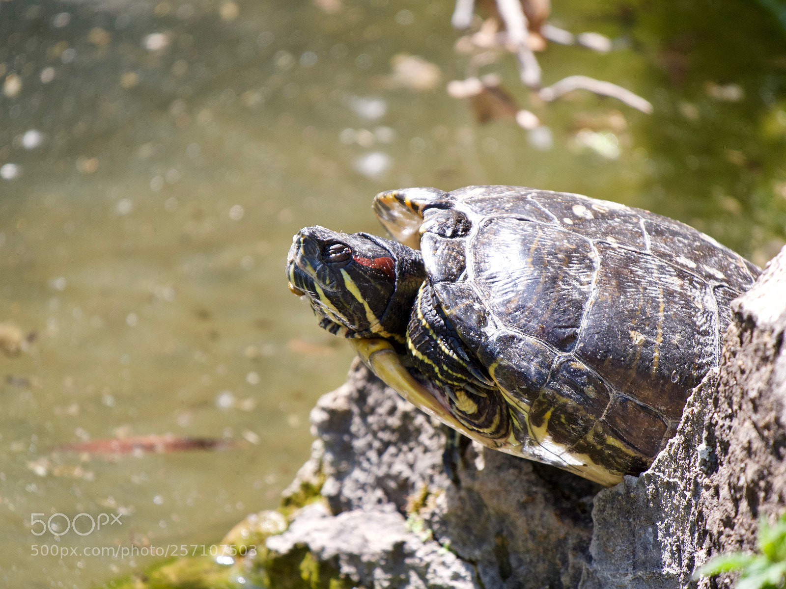 Panasonic Lumix DC-GH5 sample photo. Turtle photography