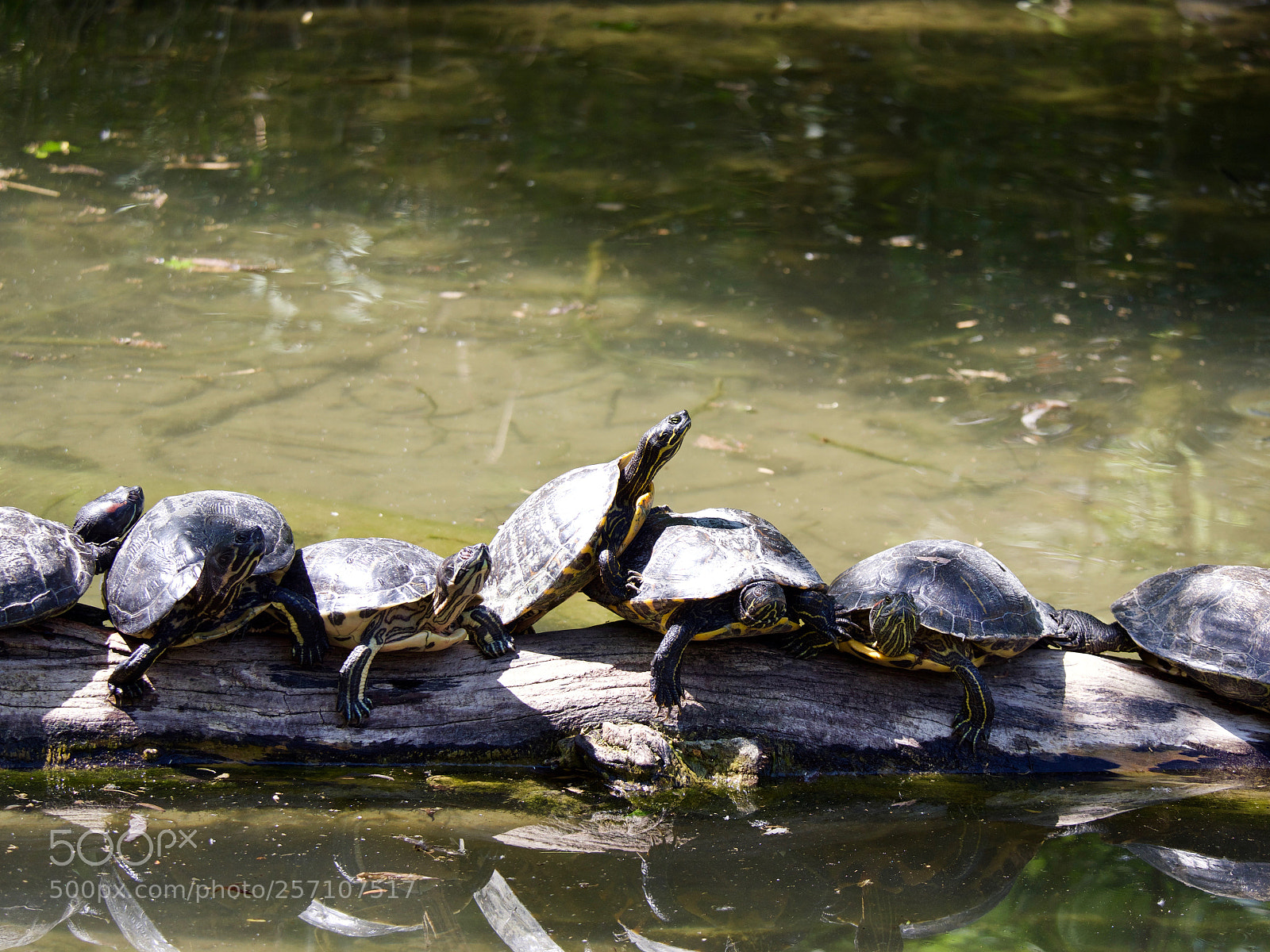 Panasonic Lumix DC-GH5 sample photo. Turtle photography