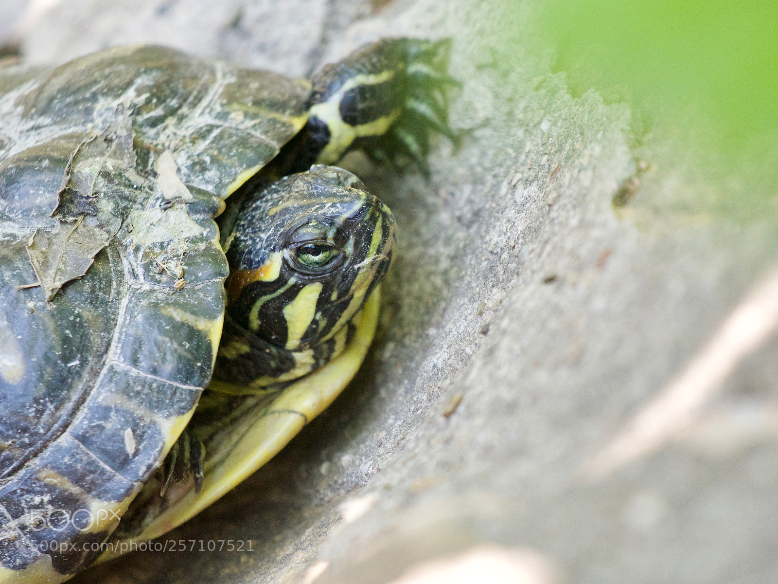 Panasonic Lumix DC-GH5 sample photo. Turtle photography