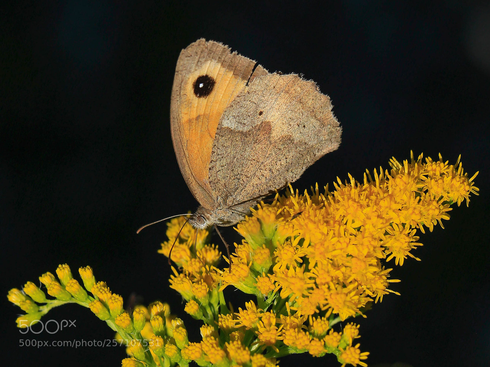 Canon EOS 6D sample photo. Butterart photography