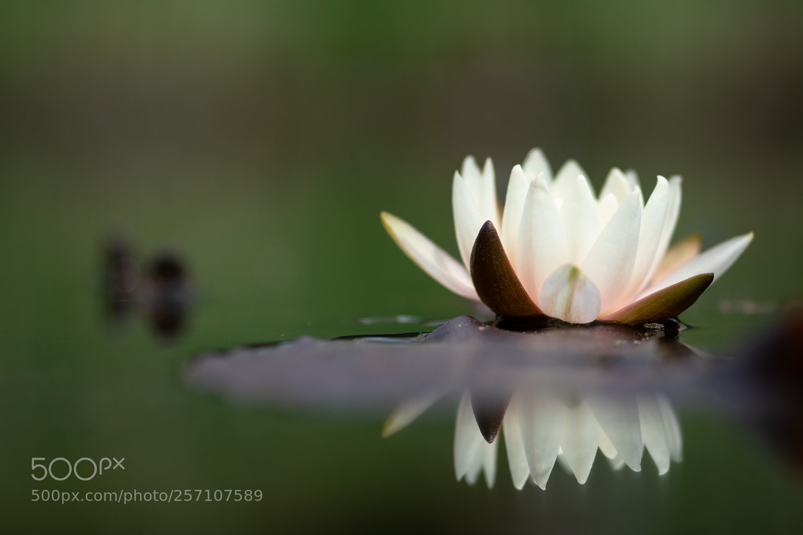 Sony a6500 sample photo. Flower reflection photography