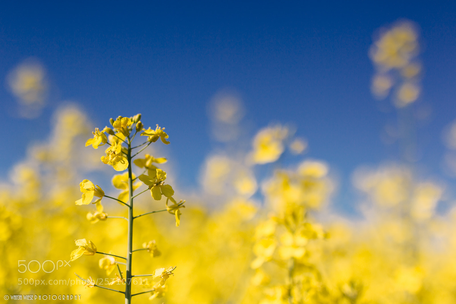 Canon EOS-1D Mark IV sample photo. Brassica napus photography