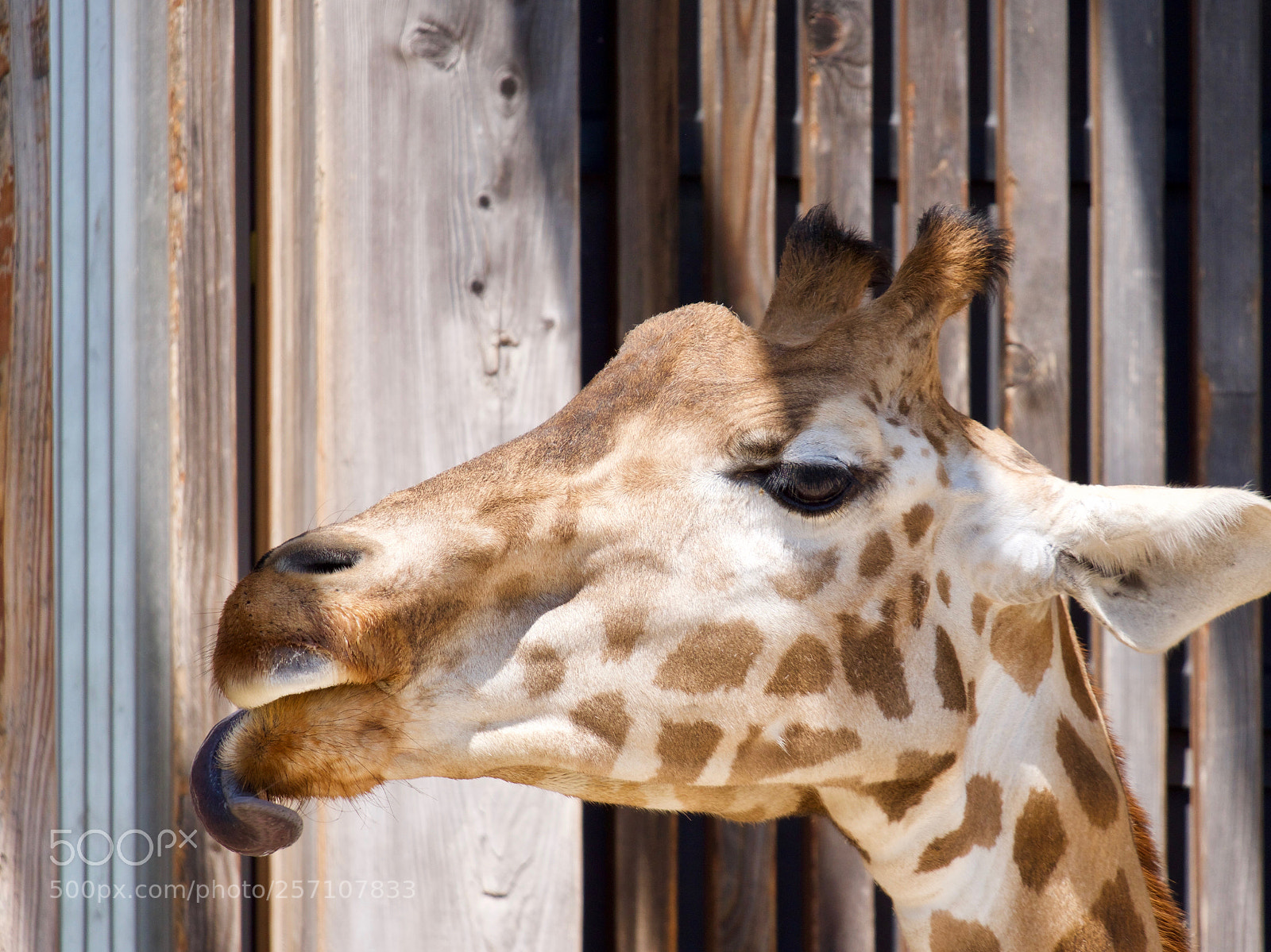 Panasonic Lumix DC-GH5 sample photo. Giraffe photography