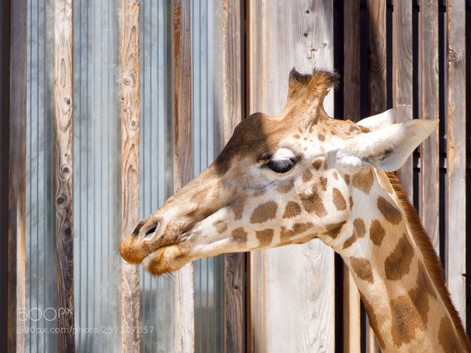 Panasonic Lumix DC-GH5 sample photo. Giraffe photography