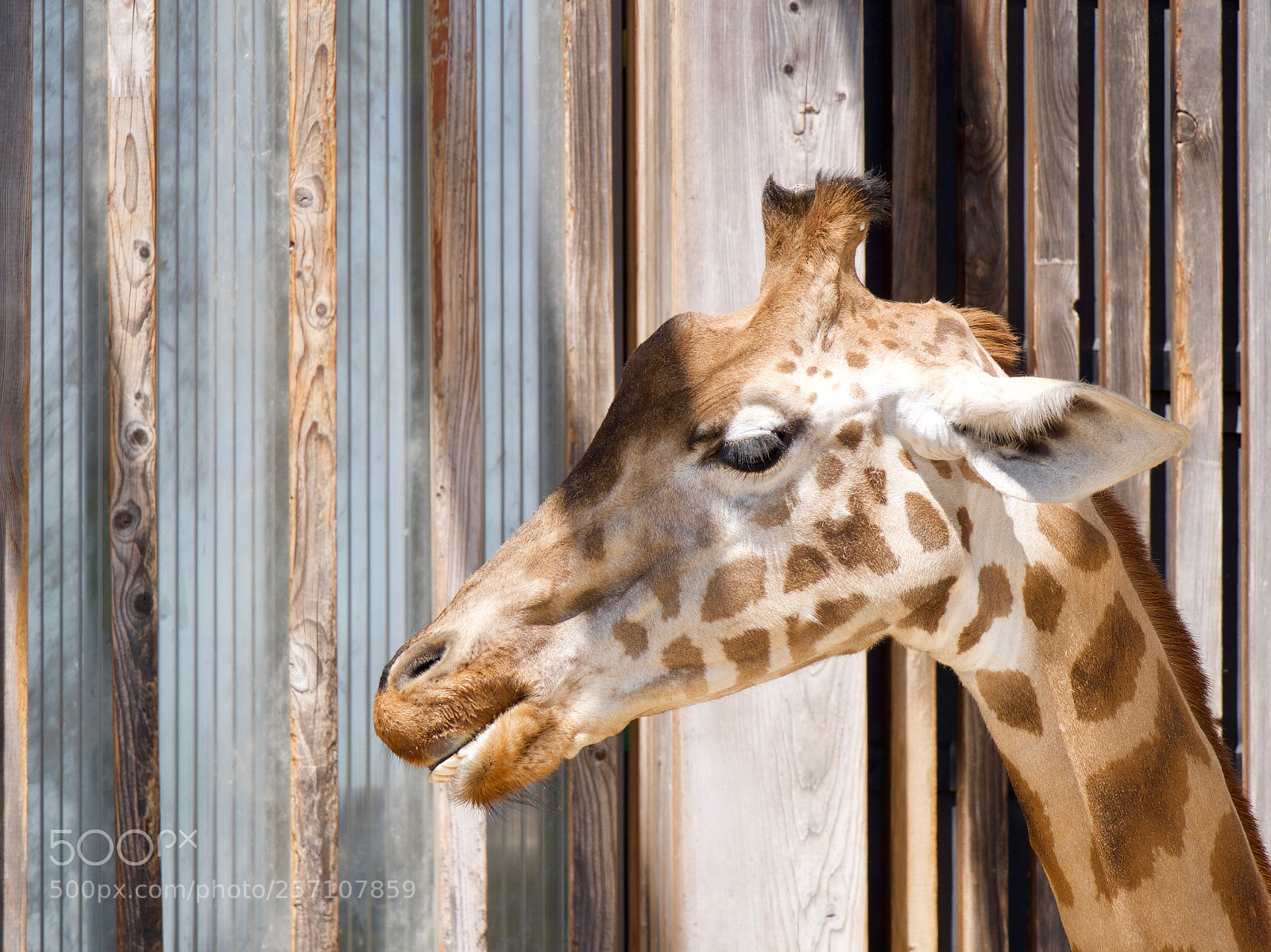 Panasonic Lumix DC-GH5 sample photo. Giraffe photography