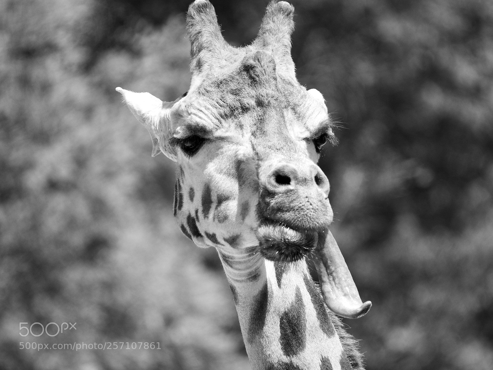 Panasonic Lumix DC-GH5 sample photo. Giraffe photography